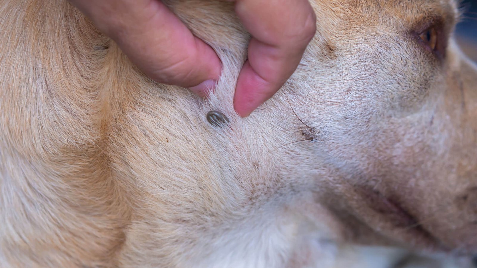 Como Identificar e Lidar com Parasitas em Cães e Gatos (Pulgas, Carrapatos e Vermes)