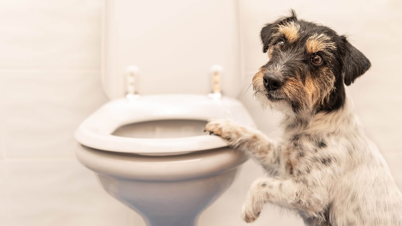 Como Ensinar Seu Cão a Fazer Xixi no Lugar Certo: Dicas Infalíveis