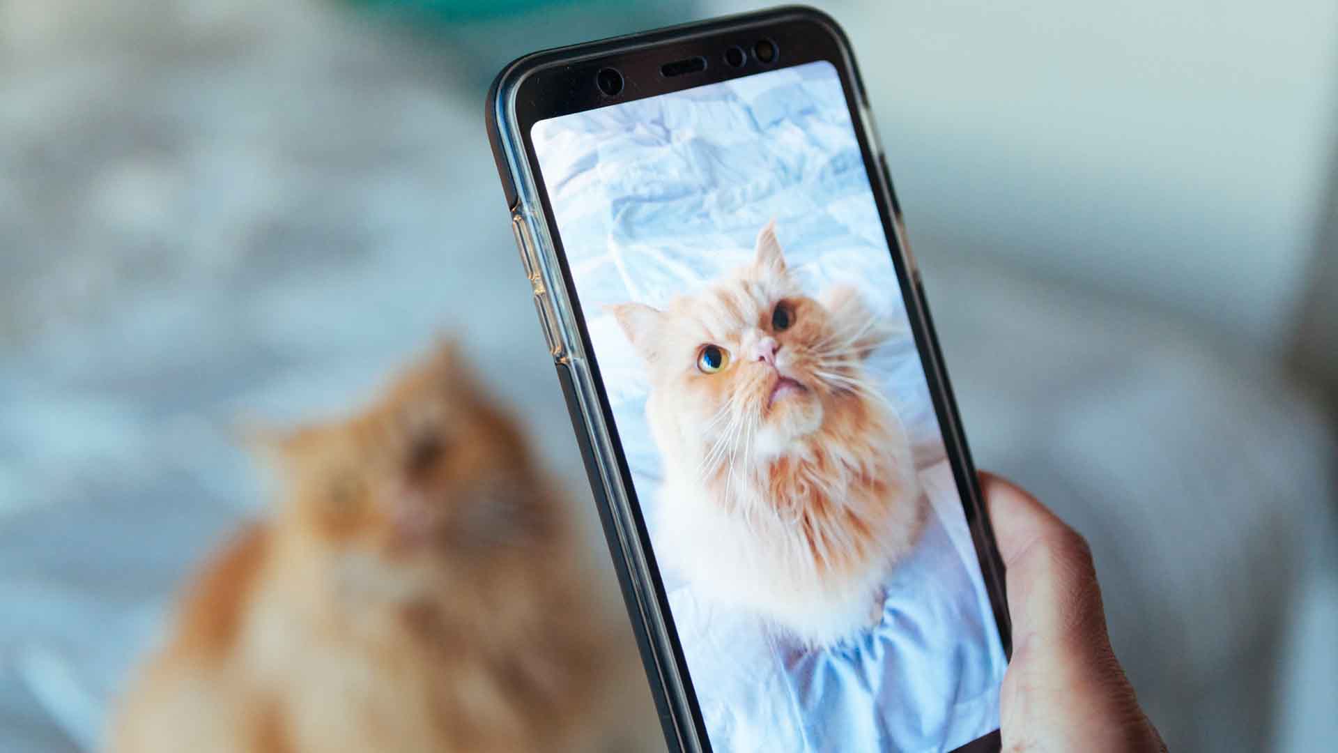 Telemedicina para Gatos: Evite o Estresse do Transporte