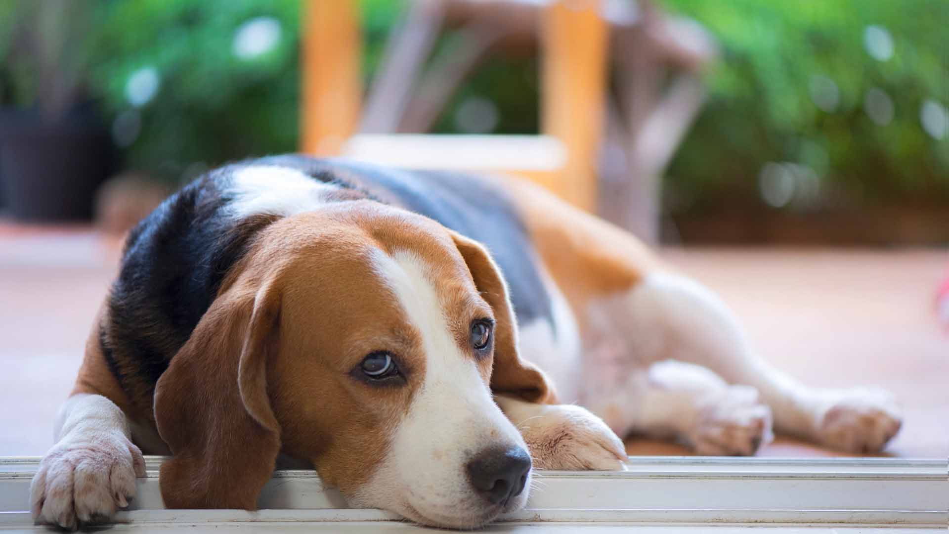 homeset2026 195 Ansiedade de Separação em Cães na Segunda-Feira