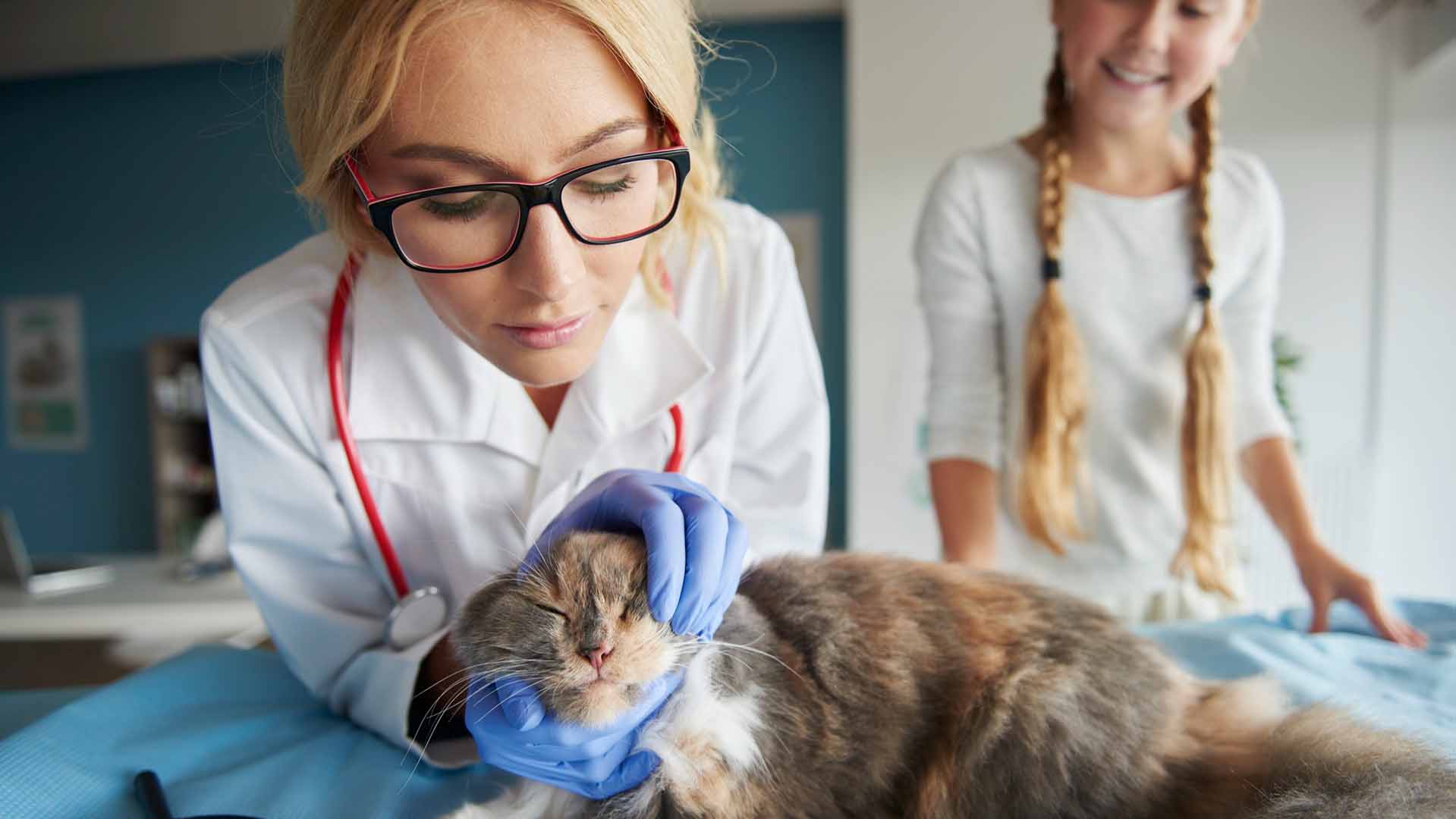homeset2026 187 Atendimento Veterinário Domiciliar para Gatos