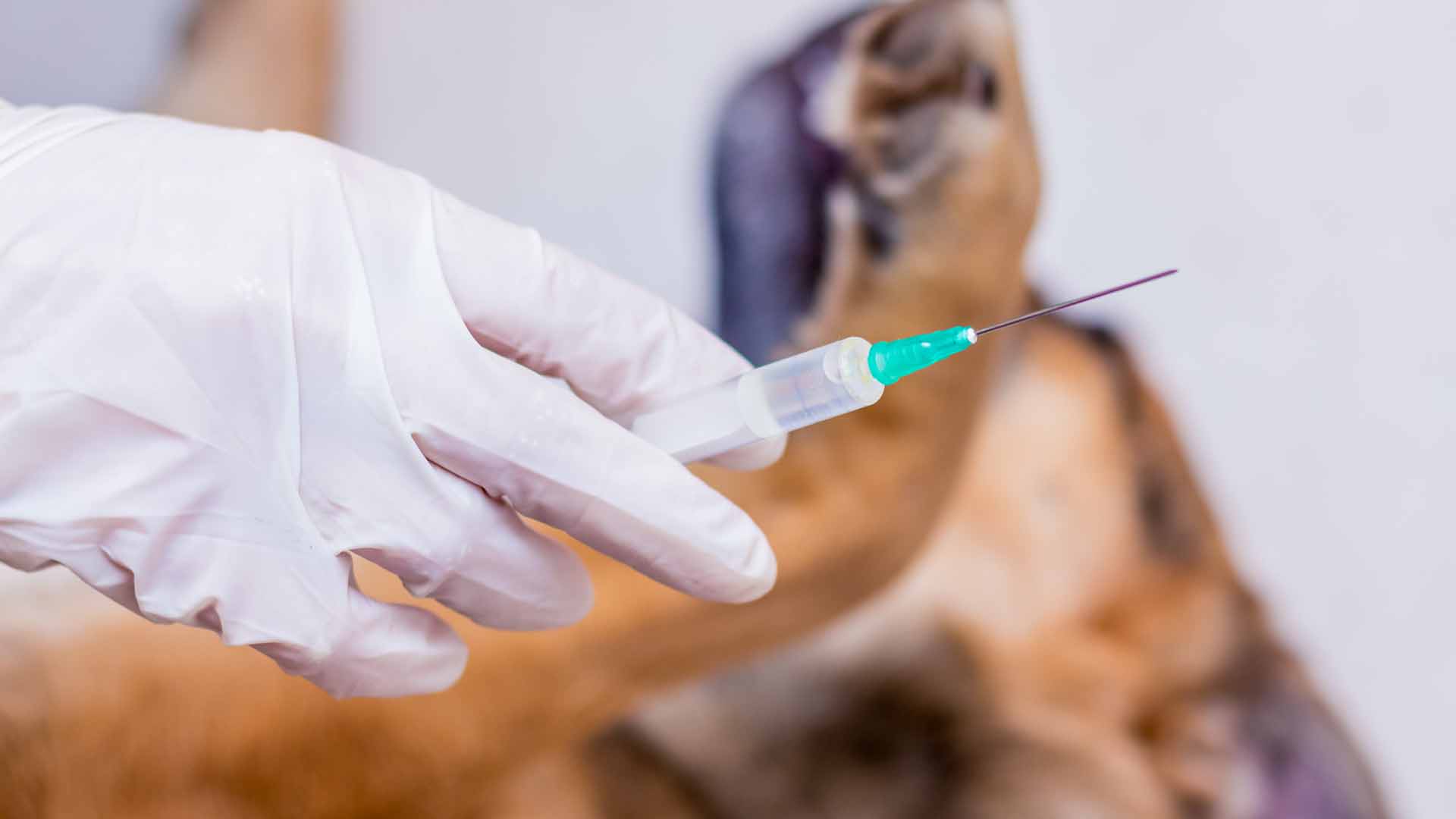 home2026v1 192 Calendário de vacinação do cachorro: filhote e adulto