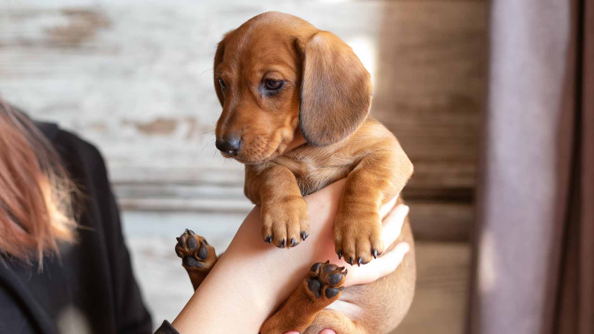 home2026v1 190 Como Cuidar de Filhote de Cachorro: Guia Mês a Mês