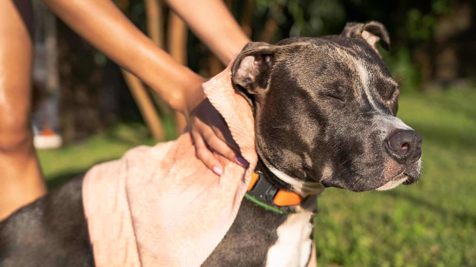Como Cuidar de Pets Idosos no Verão 2026