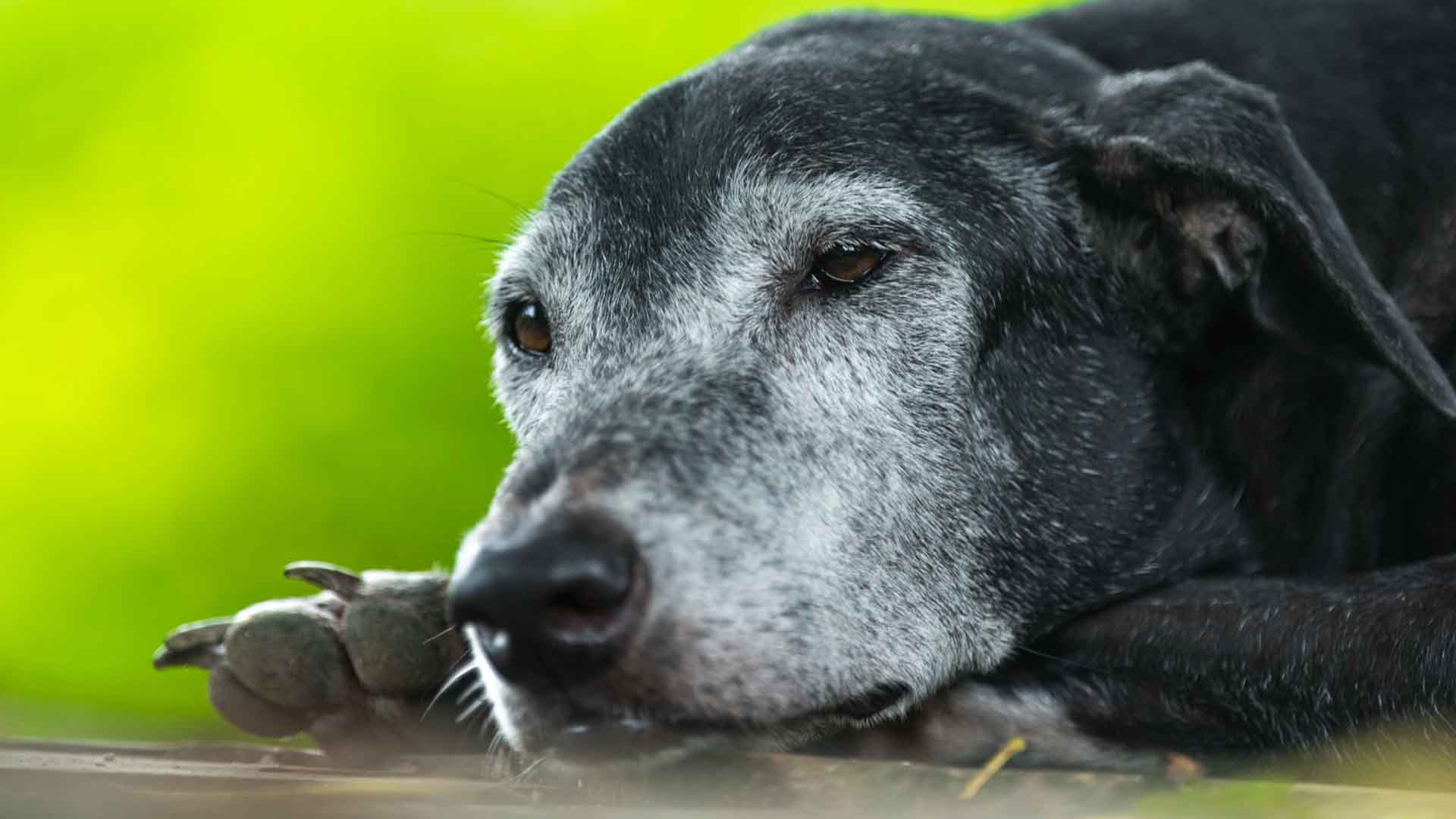 home2026v1 165 Cuidados com Cães Idosos no Rio de Janeiro: Guia Completo para Tutores