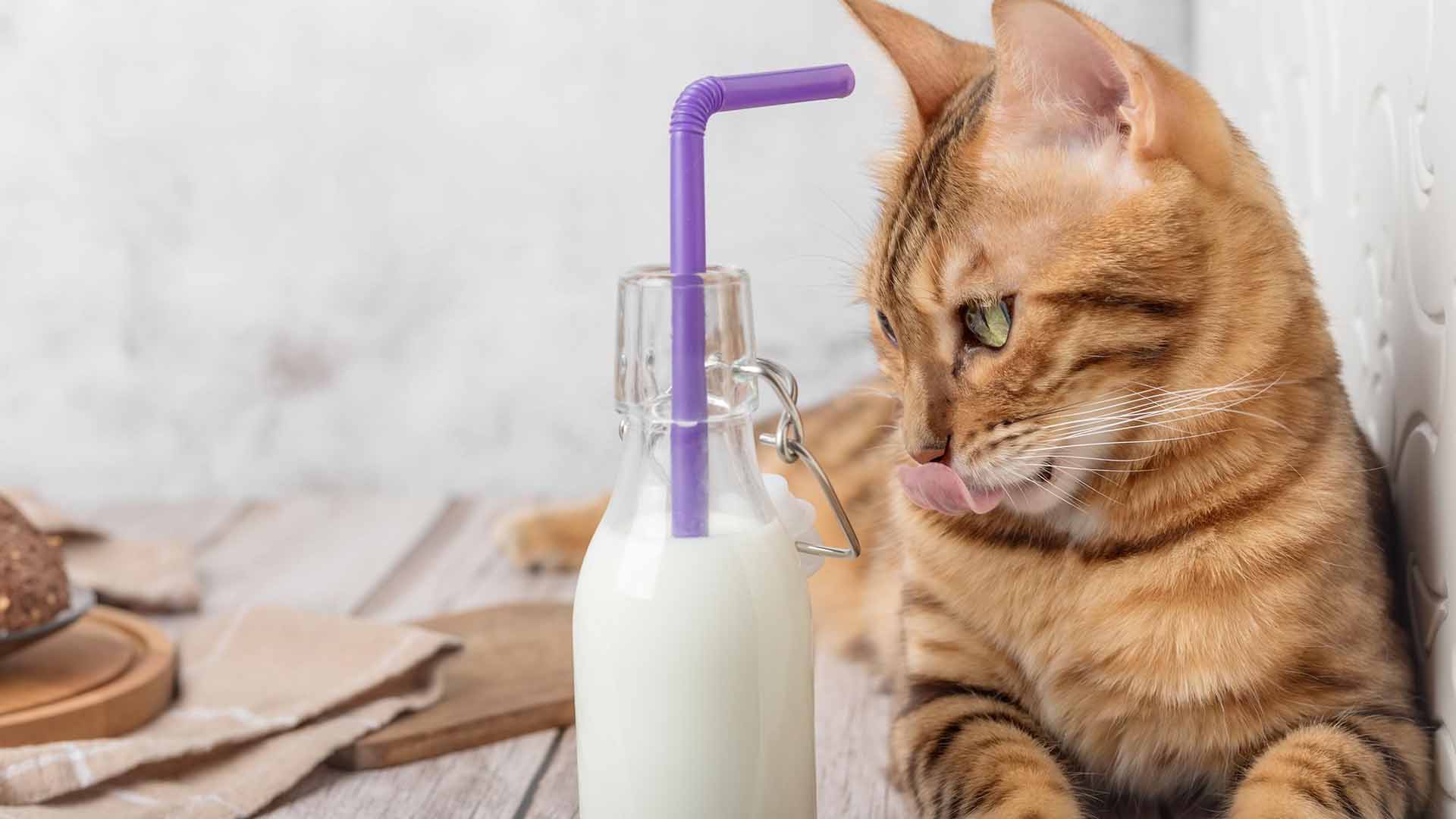 home2026v1 190 Gato pode beber leite de vaca? Mitos e intolerância