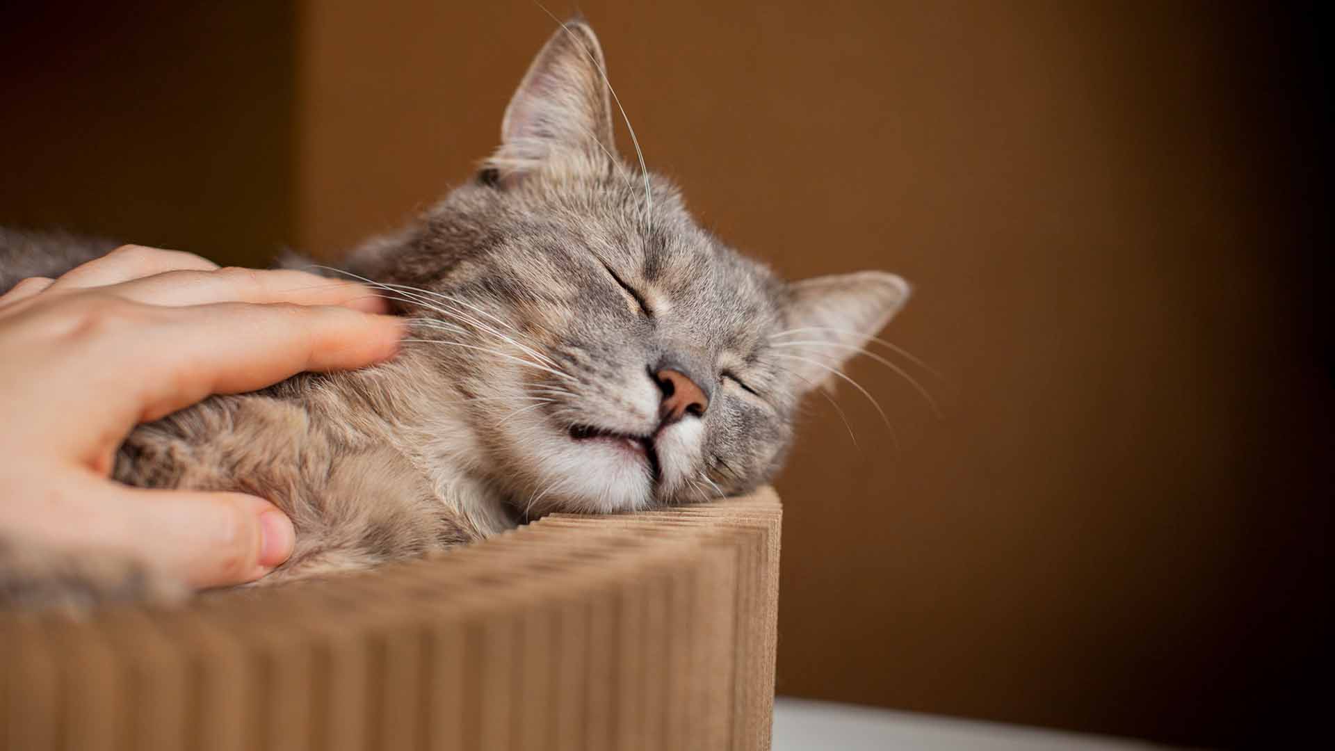 Gatos no Brasil chegam a 33,3 milhões; ritmo quase dobra o dos cães