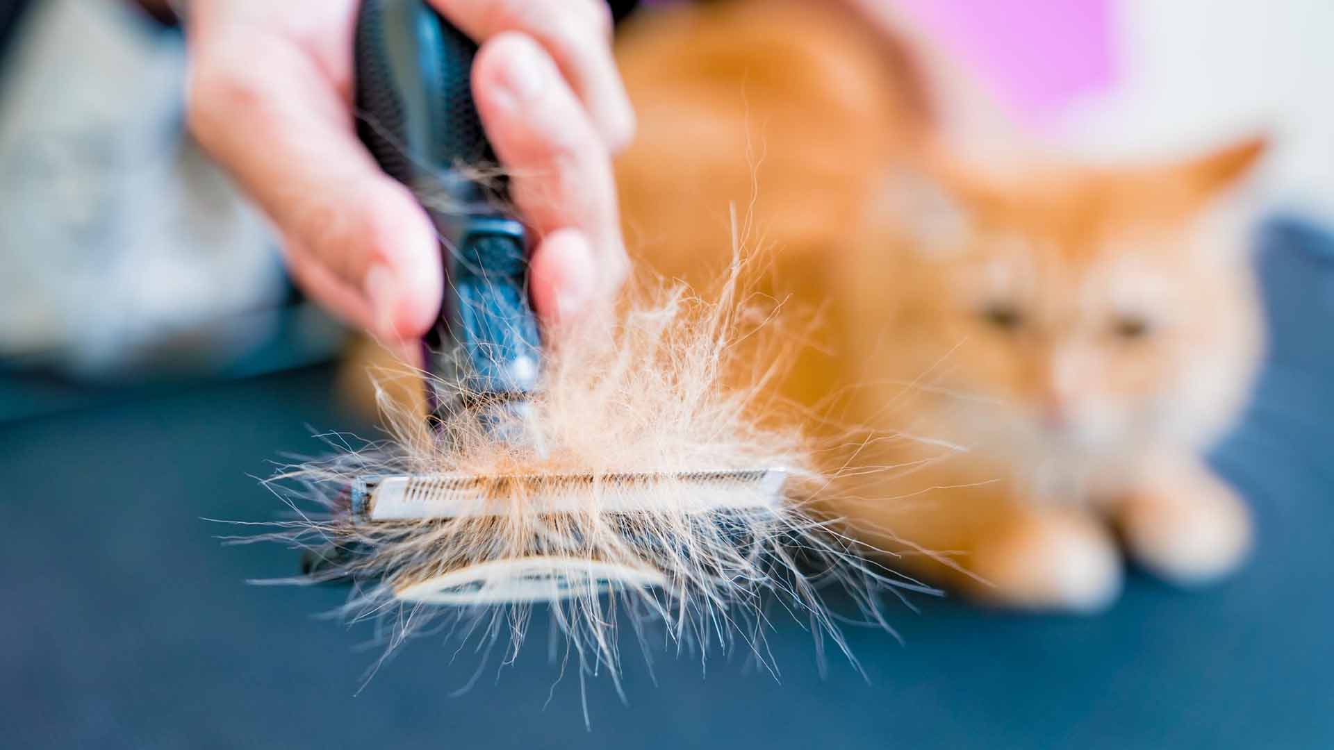 homeset2026 195 O Que a Ciência Diz Sobre a Troca de Pelos dos Pets