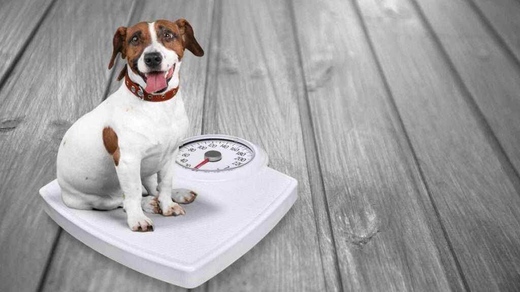 Obesidade em Pets Causas e Prevencao Essencial