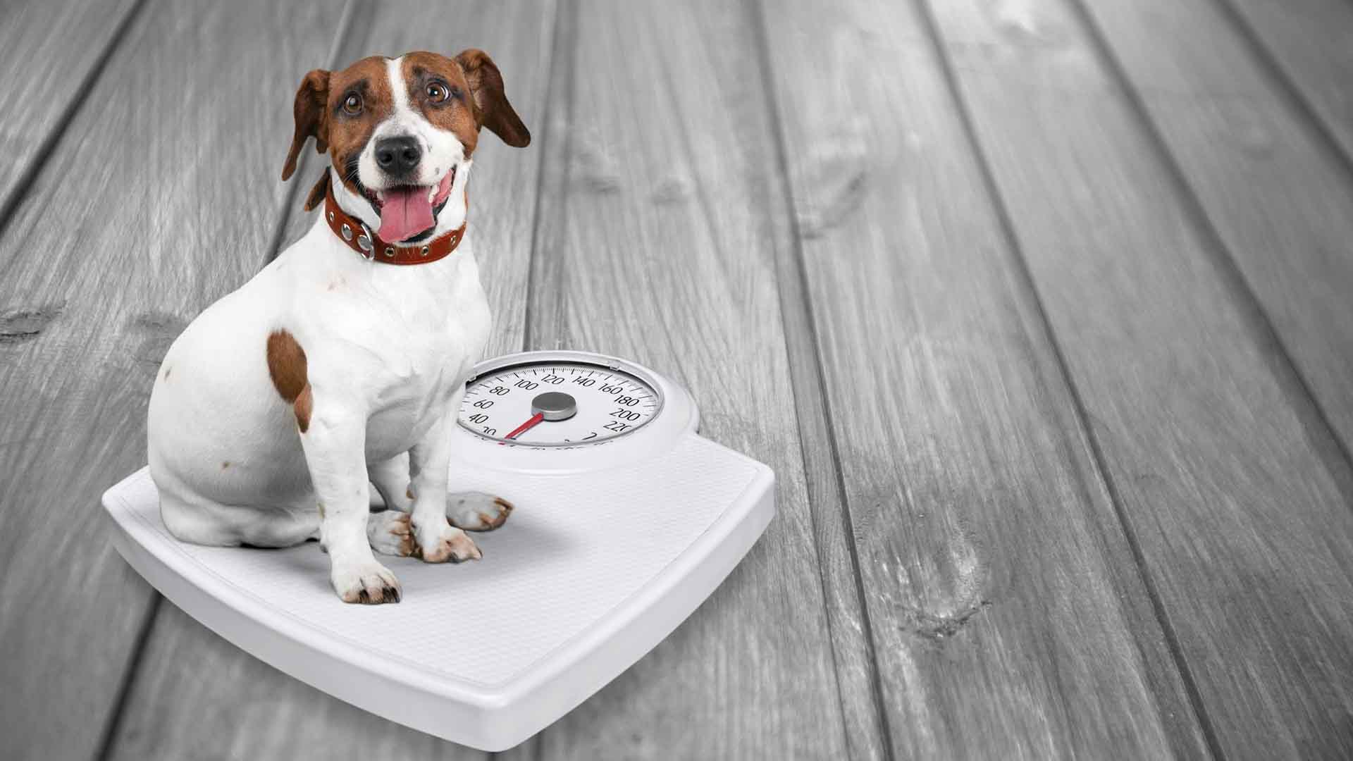 Obesidade em Pets no Rio de Janeiro: Guia Essencial para Tutores Cariocas