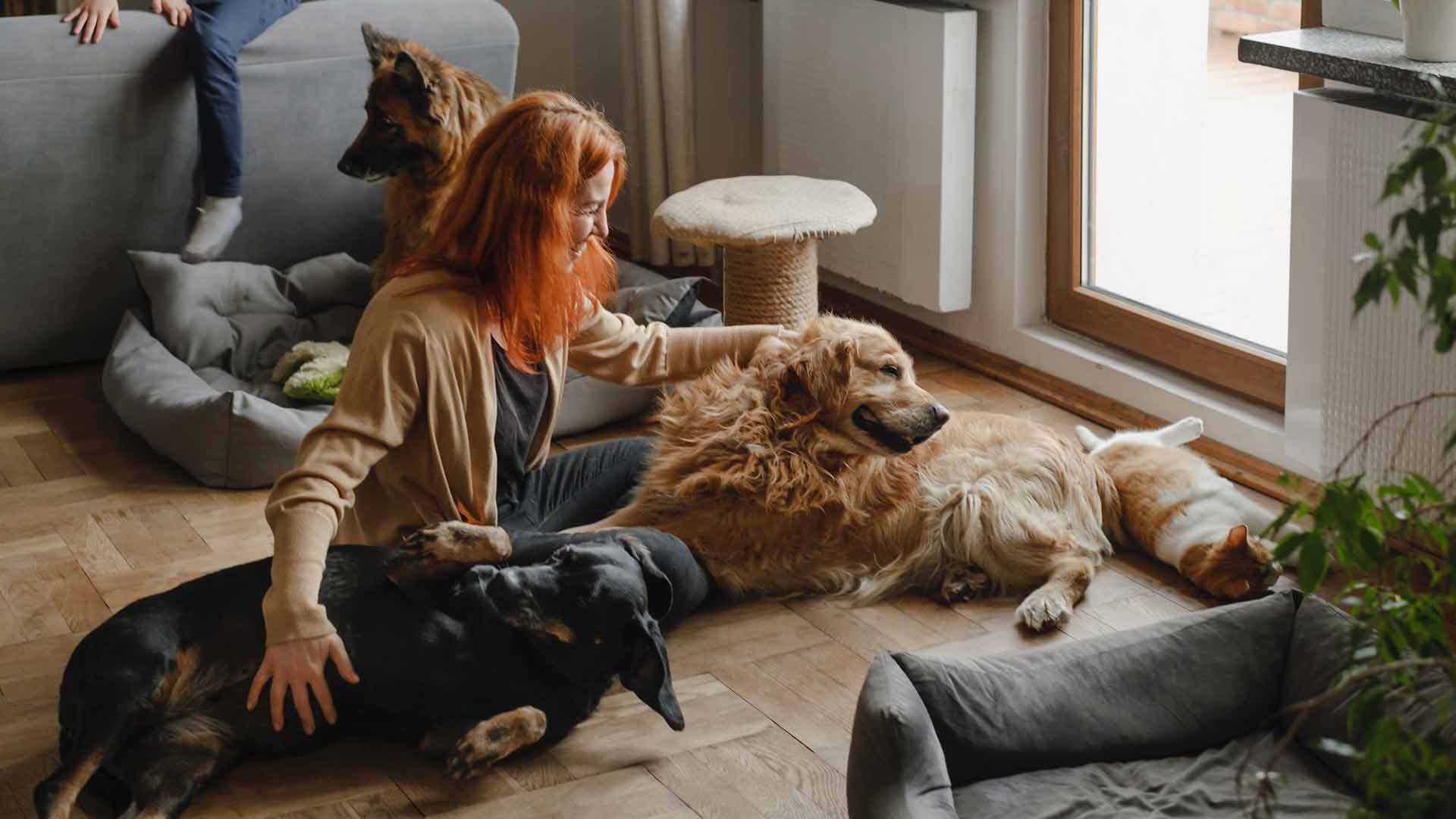 home2026v1 191 Raças de cachorro para apartamento: 12 opções