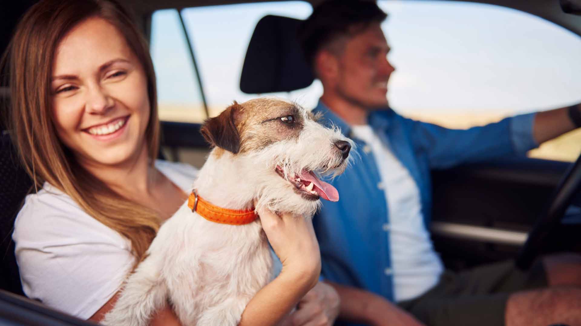 home2026v1 190 Regras de trânsito para levar cães e gatos no carro