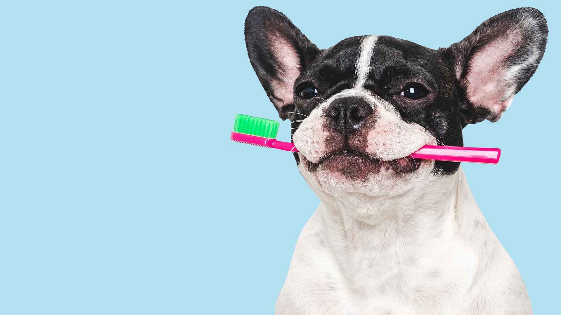 Saúde Dental em Pets no Rio de Janeiro: Guia Completo para Tutores