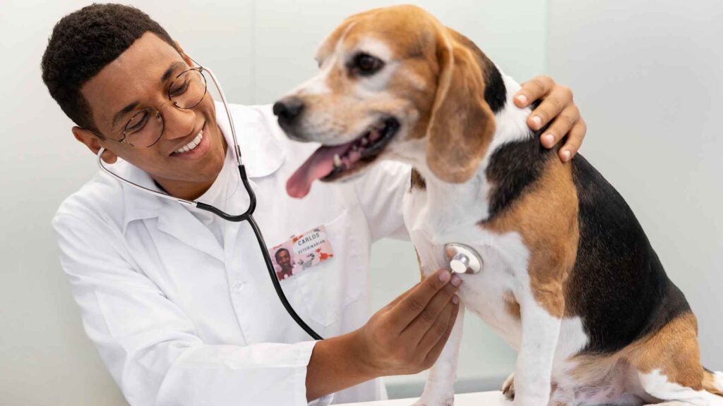 Saude Preventiva para Pets da Pandemia Atencao em Meia Idade