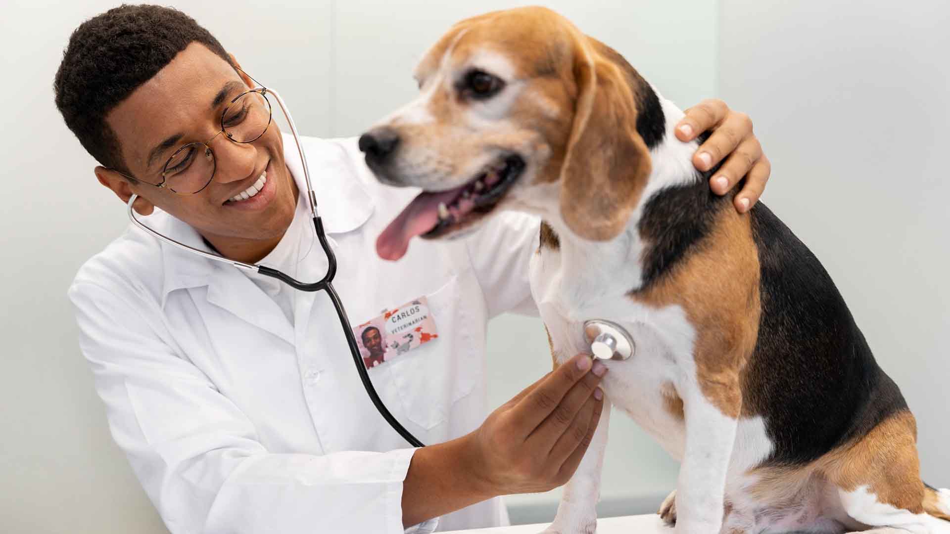 home2026v1 178 Saúde Preventiva para Pets da Pandemia: Atenção em Meia-Idade