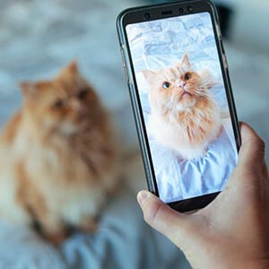 pet gato