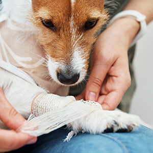 pet recuperacao2